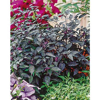 PIMENT EXPLOSIVE EMBER (c. annuum) 2