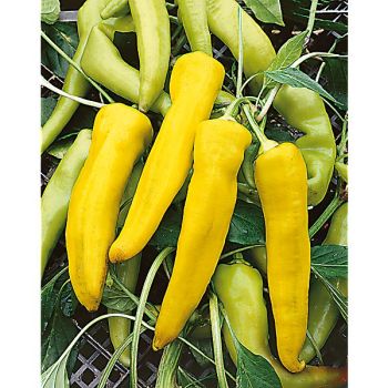 PIMENT HOT BANANA (c. annuum)