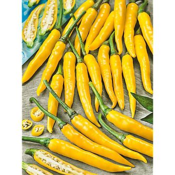 PIMENT HOT LEMON ou LEMON DROP (c. baccatum) 2