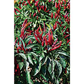 PIMENT THAÏ HOT CHILI (c. annuum) 2