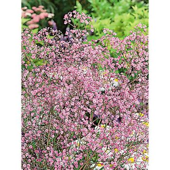 GYPSOPHILE VIVACE pacifica ROSE