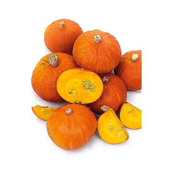 COURGE d'HIVER F1 MARMALADE