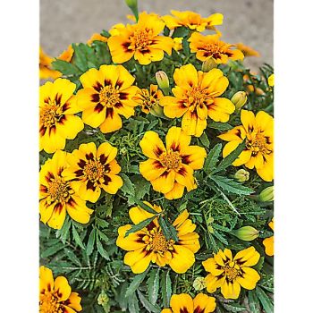 ŒILLET d’INDE DISCO GRANADA