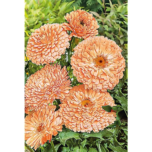 SOUCI APRICOT BEAUTY