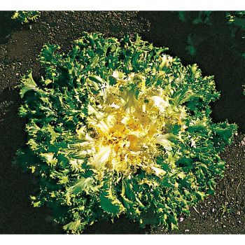 CHICORÉE frisée CAPRICCIO