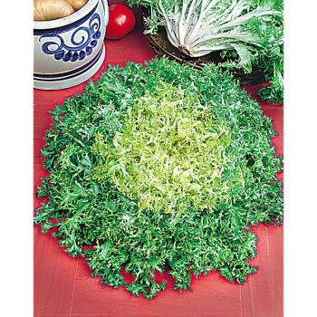 CHICORÉE frisée CAPRICCIO 2