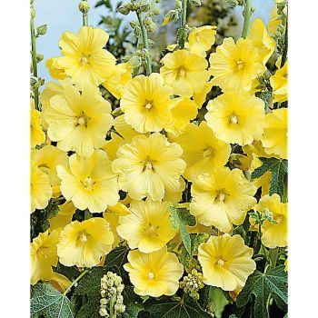 ROSE-TREMIÈRE RUGOSA