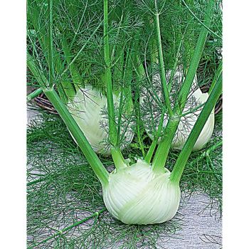 FENOUIL CAPO RIZZUTO 2