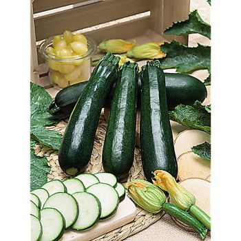 COURGETTE F1 NIURA 2