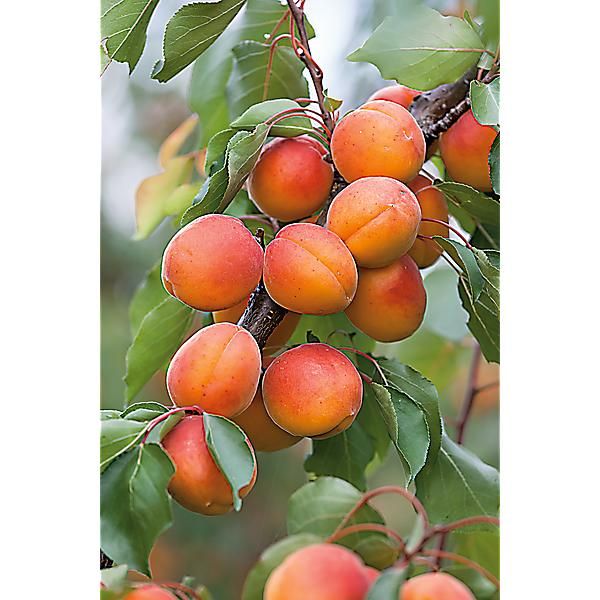 ABRICOTIER TROS ORANJE
