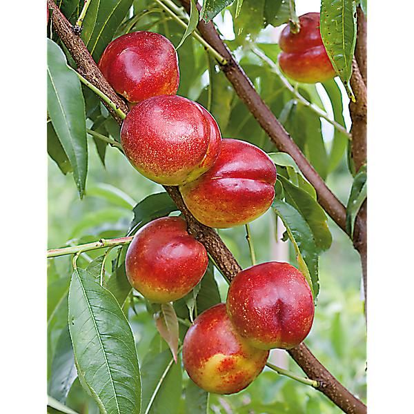 NECTARINIER FLAVOR TOP