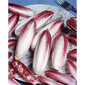 RACINE ENDIVE ROUGE