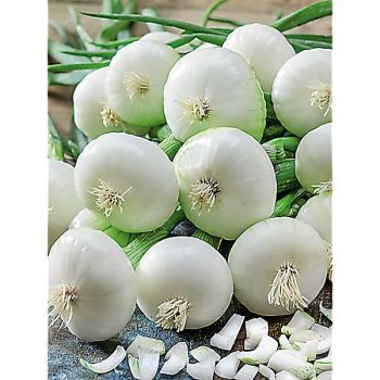 OIGNON ULTRA EXPRESS 2