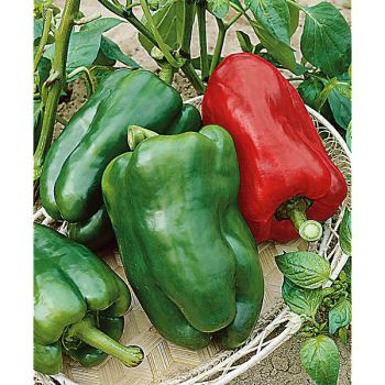 POIVRON F1 ROSSO DUEMILLA