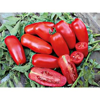 TOMATE F1 CENTOPERCENTO