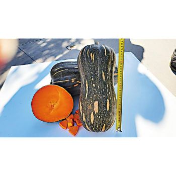 COURGE musquée F1 AGATE