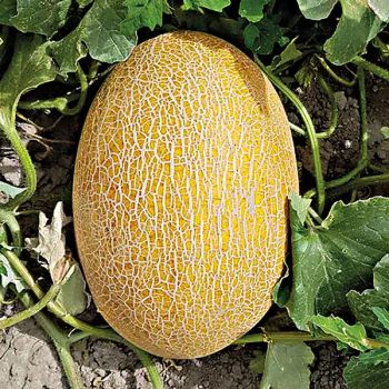 MELON F1 MAGREB