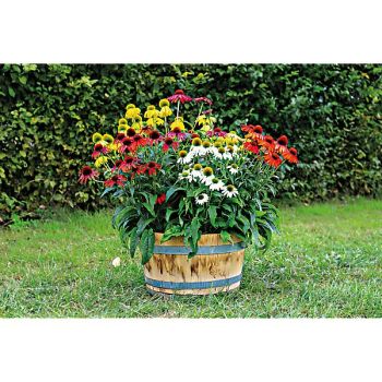 RUDBECKIA ou ECHINACEA POLLY NATION™ MIX