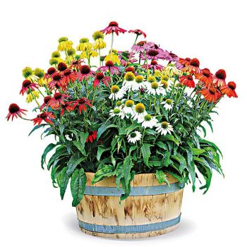 RUDBECKIA ou ECHINACEA POLLY NATION™ MIX 2