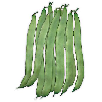 HARICOT nain mangetout PLATI
