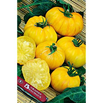 TOMATE BIG YELLOW ZEBRA