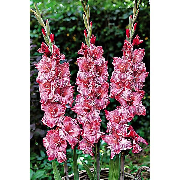 GLAÏEUL STRAWBERRY SWIRL