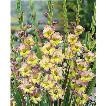 GLAÏEUL MOONLIGHT SHADOW