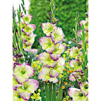 GLAÏEUL MOONLIGHT SHADOW 2