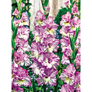 GLAÏEUL MAGENTA PRINCESS