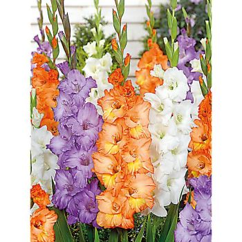 GLAÏEUL TRIO SOLEIL MIX