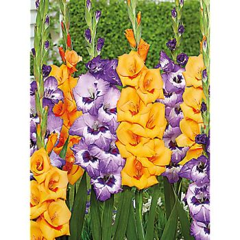 GLAÏEUL DUO VISTA MIX