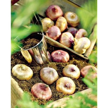 GLAÏEUL DUO VISTA MIX 2