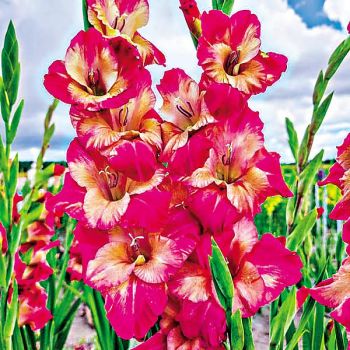 GLAÏEUL APRICOT BUBBLEGUM