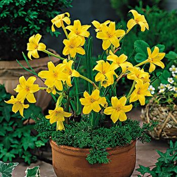 CHLIDANTHUS FRAGRANS 2