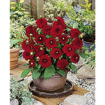 DAHLIA MELODY® MAMBO® 2