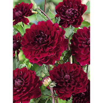 DAHLIA KARMA NAOMI®