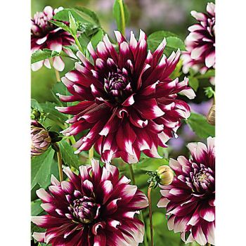 DAHLIA VERDI