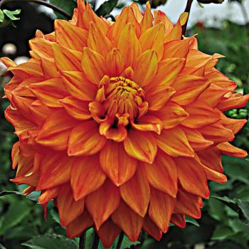 DAHLIA NEON SPLENDOR