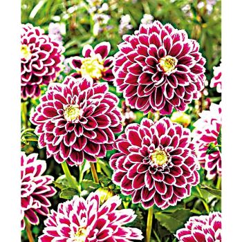 DAHLIA JOWEY PARADISE