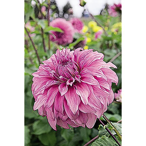 DAHLIA VASSIO MEGGOS