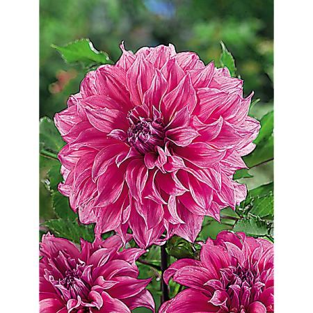 DAHLIA ARTHUR HAMBLEY