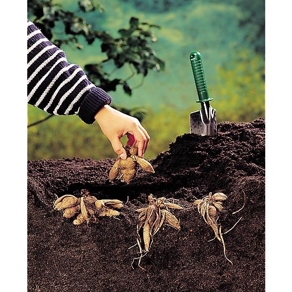 DAHLIA ARTHUR HAMBLEY