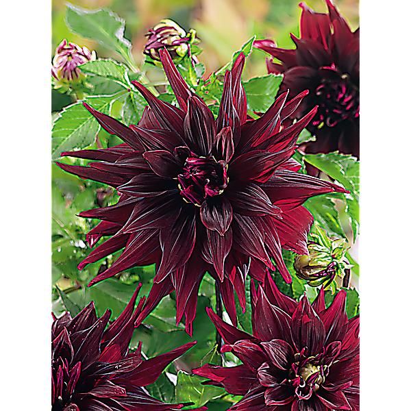 DAHLIA BRIGITTA ALIDA