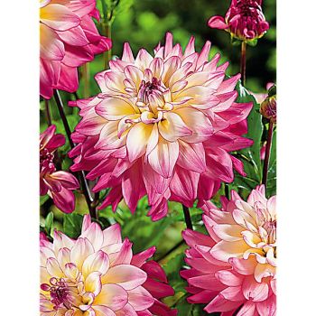DAHLIA BAHAMA MAMA