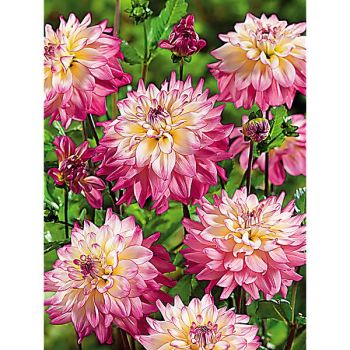 DAHLIA BAHAMA MAMA 2