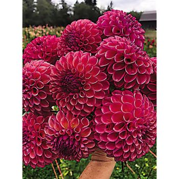 DAHLIA CAITLIN’S JOY