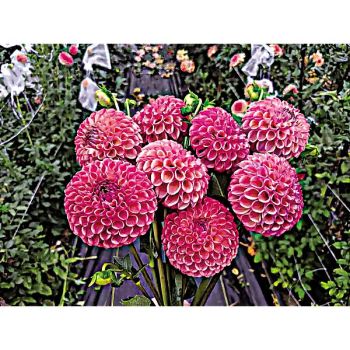 DAHLIA CAITLIN’S JOY 2