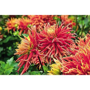 DAHLIA LE MAGNIFIQUE 2