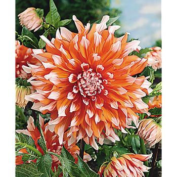 DAHLIA HOLLAND FESTIVAL