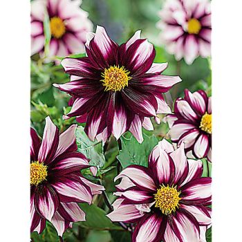 DAHLIA EDGE of JOY 2